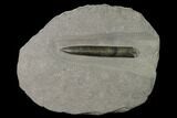 Pyritized Fossil Belemnite (Acrocoelites?) - Germany #170722-1